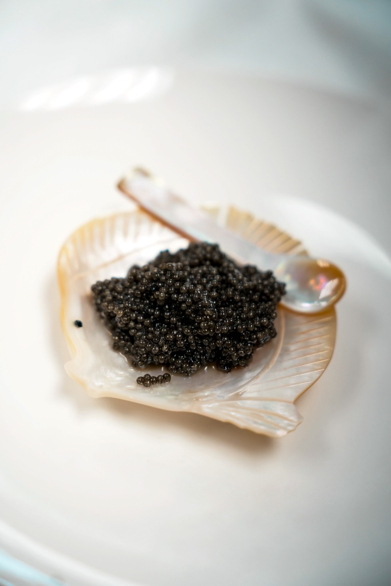 Buy Fresh Paddlefish Caviar Online from North American Caviar