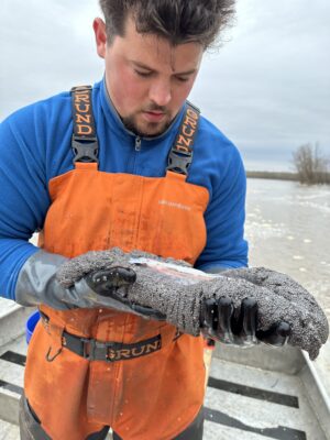 Paddlefish Roe